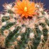 Parodia_zecheri